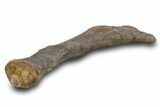 Fossil Sauropod (Camarasaurus) Radius Bone - Wyoming #379484-5